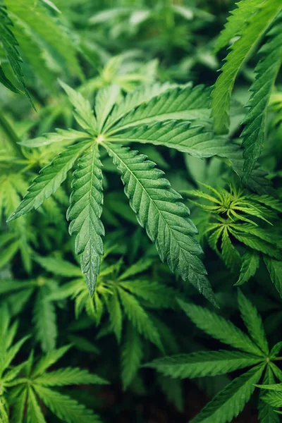 Cannabis Sativa Blätter Plantagenfeld Selektiver Fokus — Stockfoto