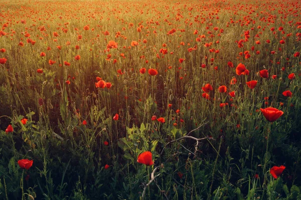 春天里 草场草场上的红色罂粟花 美丽的乡村风景 — 图库照片