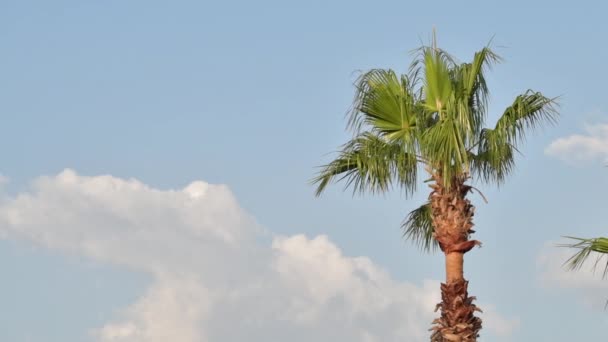 Palmeira Paisagem Tropical Beira Mar Verão Férias Verão Fundo Férias — Vídeo de Stock
