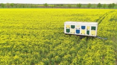 İHA pov 'dan çiçek açan kolza tohumu (Brassica napus) alanının hava görüntüsü