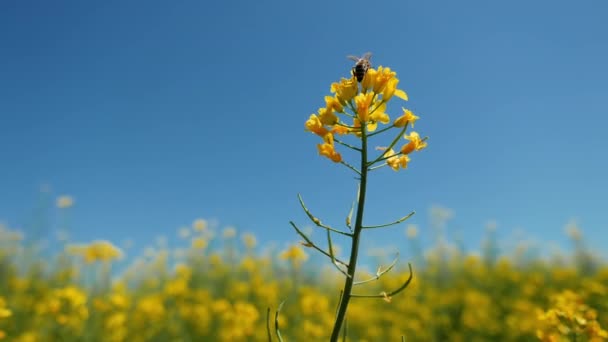 꽃피는 카놀라 Brassica Napus 수분을 벌들은 선택적 초점을 가까이 들에서 — 비디오