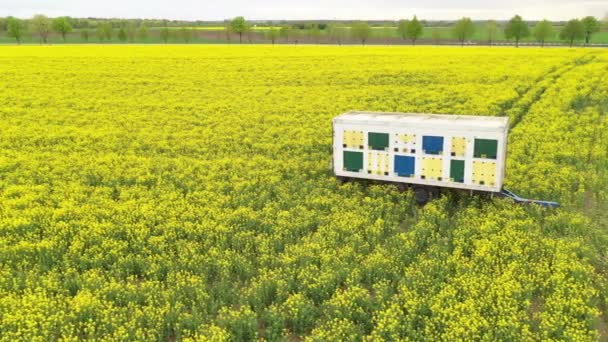 Méhkasi Pótkocsi Légi Rálátása Virágzó Repcemagmezőre Brassica Napus Drónpov Tól — Stock videók