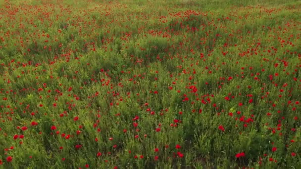 Червоні Загальні Макові Квіти Трав Яному Полі Луг Навесні Красивий — стокове відео