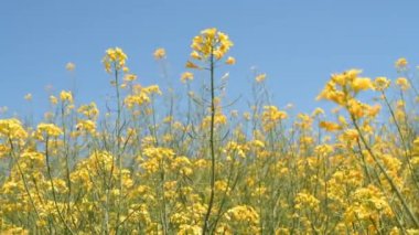 Brassica Napus ya da kolza tohumu bitkisi baharda çiçek açıyor, seçici odaklanma