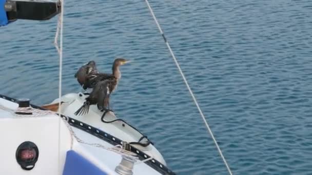 Balıkçı Teknesinde Harika Karabatak Kurutma Kanatları Kuş Sulak Alanların Nehirlerin — Stok video