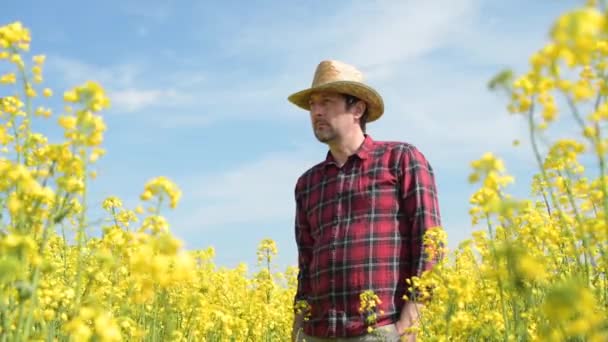 Farmer Agronomist Standing Blooming Rapeseed Crops Field Looking Plantation Spring — стоковое видео