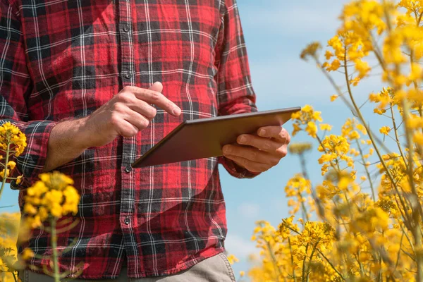 Farmer Agronomist Using Innovative Technology Tablet Computer Blooming Rapeseed Field — Stock Photo, Image