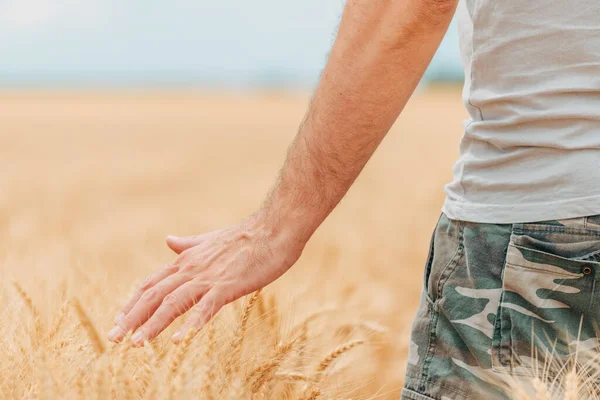 小麦畑で熟した作物をチェックする農家 男性の手の触れる植物のクローズアップ 選択的な焦点 — ストック写真