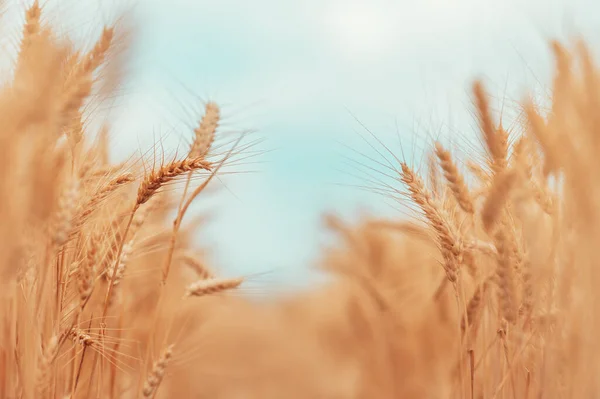 Спелый Урожай Готовых Пшеничных Культур Летом Выращивание Зерновых Растений Селективный — стоковое фото