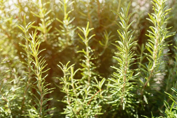 Selbstgezogenes Bio Rosmarinkraut Garten Hinterhof Selektiver Fokus — Stockfoto