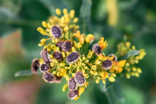 Tropinota Hirta Hairy Rose Beetle Rapeseed Blooming Crops Selective Focus — Stock Photo, Image