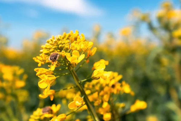 Tropinota Hirta Eller Behårede Rosenbiller Rapsfrø Blomstrende Afgrøder Selektiv Fokus - Stock-foto