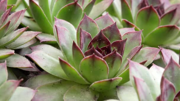 Common Houseleek Plant Also Known Sempervivum Tectorum Backyard — Stok video