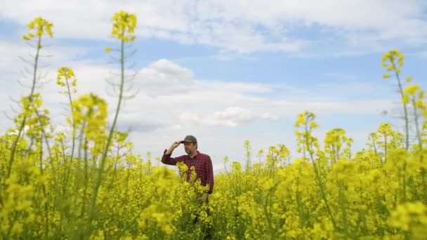 Male Farmer Examining Blooming Rapeseed Field Selective Focus — Wideo stockowe