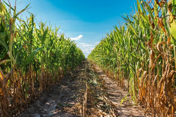 Campo Milho Afetado Pela Seca Tarde Verão Foco Seletivo — Fotografia de Stock