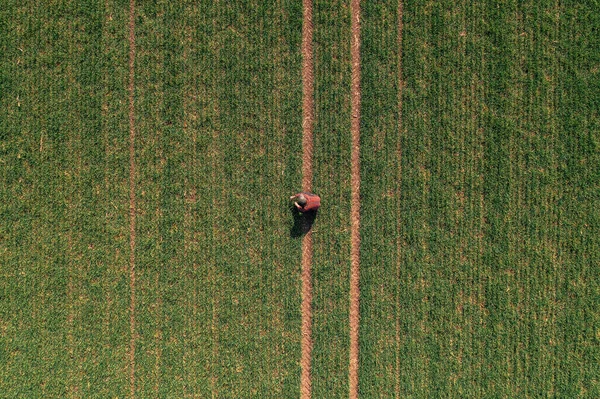 プランテーションフィールド上の小麦の作物の苗の開発についての男性農家の空中ビュー トップビュードローンのPov — ストック写真