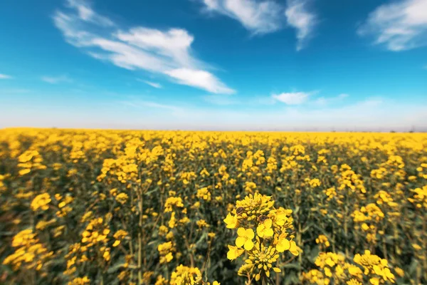 Tropinota Hirta Hairy Rose Beetle Rapeseed Blooming Crops Selective Focus — Stock Photo, Image