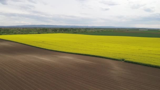 Widok Lotu Ptaka Kwitnące Pole Rzepaku Kwiaty Rzepaku Góry — Wideo stockowe