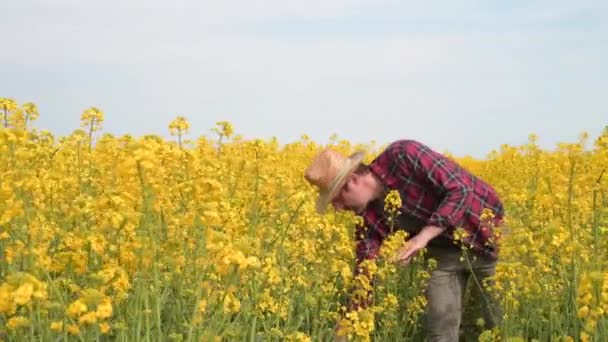 Фермер Агроном Проверяет Развитие Цветущих Рапсовых Культур Поле Человек Работающий — стоковое видео