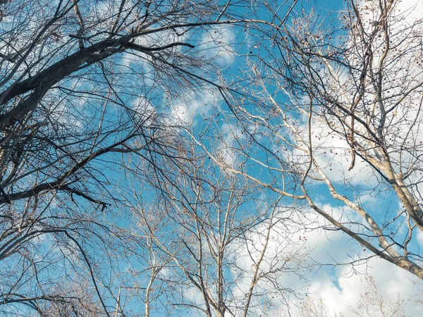 Akçaağaç Ağacının Altında Parktaki Bir Ağacın Çıplak Dallarının Alçak Açılı — Stok fotoğraf