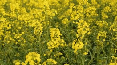 Çiçek açan sarı kanola (Brassica Napus) tarlada, seçici bir odak ile kapat