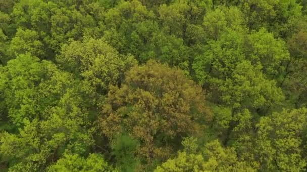 ドローンPovからの緑の森の木々の空中ビュー 自然の背景として無限の森の風景 — ストック動画