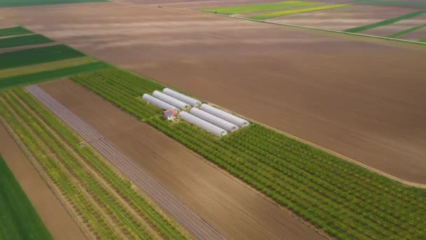 Plastic Greenhouse Fruit Orchard Drone Pov High Angle View Aerial — Stock videók