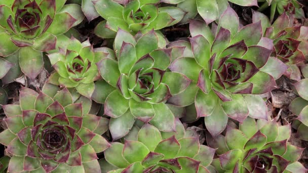 Common Houseleek Plant Also Known Sempervivum Tectorum Backyard — Vídeo de stock