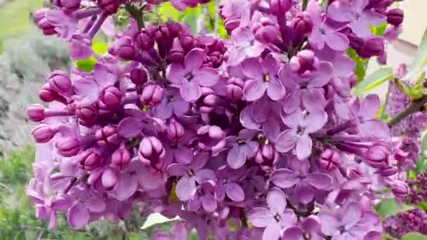 Kvetoucí Květina Lilac Zahradě Detailní Záběr Selektivním Zaměřením — Stock video
