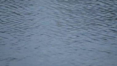 Şafakta tatlı su nehri yüzeyi, dalgalı arka plan