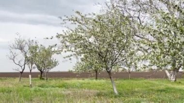 Çiçek açan meyve bahçesinde rüzgar, rüzgarda sallanan dallar.