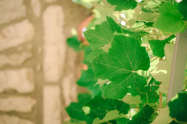 Yazın evin arka bahçesinde yaygın üzüm asması, seçici odaklanma