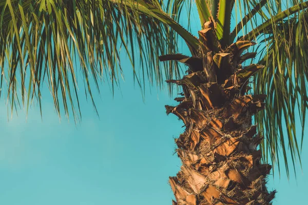Yazın Tropik Deniz Manzarasında Palmiye Ağaçları Yaz Tatili Tatil Geçmişi — Stok fotoğraf