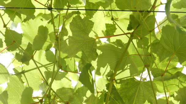 夏天在自家后院常见的葡萄藤 有选择性地集中种植 — 图库视频影像