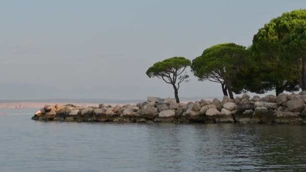 Hırvatistan Crikvenica Kentindeki Adriyatik Deniz Kıyısındaki Avrupa Kırmızı Çamı Pinus — Stok video