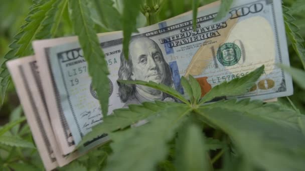 Cannabis Sativa Anbau Geschäftsertrag Dollar Bargeld Getreidefeld Selektiver Fokus — Stockvideo