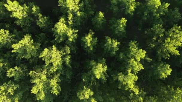 Aerial Shot Green Poplar Tree Forest Summer Drone Flying Directly — Stockvideo