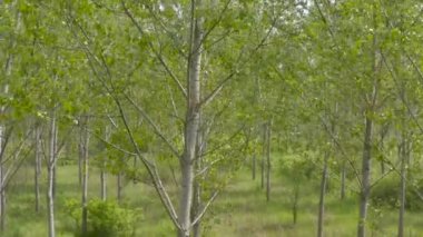 Aerial shot of tall cottonwood trees in forest landscape, drone raising from the ground up to the treetop