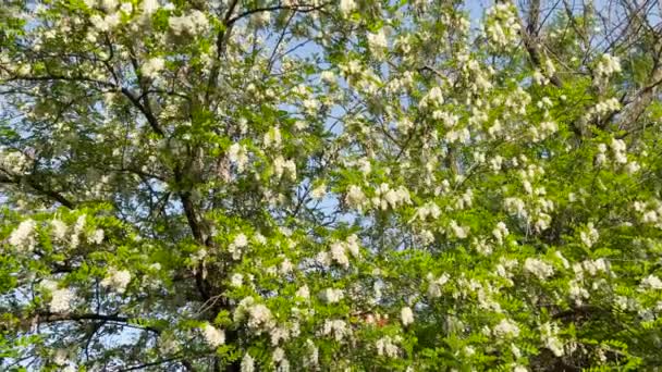 Blooming Black Locust Tree Spring Panning Shot — Stockvideo