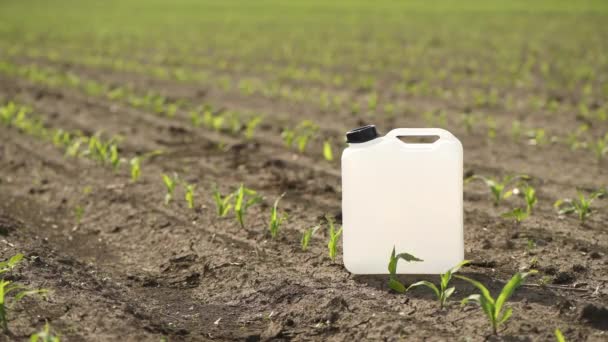 Herbicide Jug Container Corn Seedling Field Farmer Walking Background Elective — Stockvideo