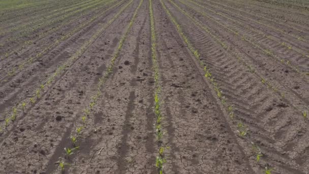 Dişi Çiftçi Çiftçi Çiftçinin Mısır Fidanlarını Çömelme Pozisyonunda Incelerken Drone — Stok video