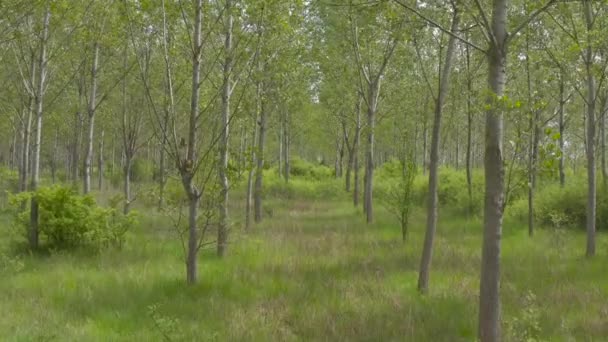 Forward Dolly Shot Green Poplar Tree Wooded Landscape Sunny Spring — Stockvideo