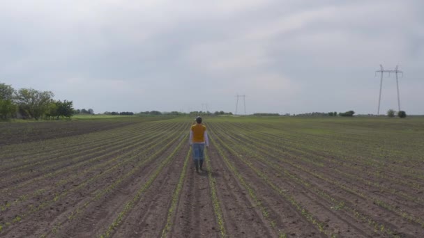 女农农学家在玉米苗圃中走来走去 检查庄稼的无人机射击 后视镜机器人射击 — 图库视频影像