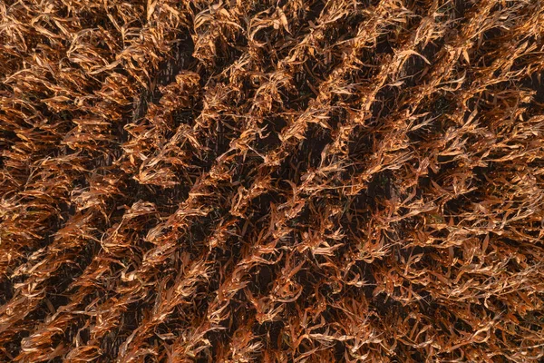 Letecký Záběr Zralých Kukuřičných Plodin Kukuřičném Poli Shora Dolů Drone — Stock fotografie