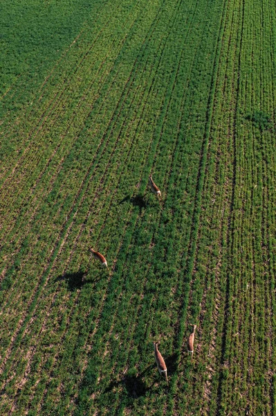 Geyik Sürüsünün Havadan Çekilmiş Görüntüsü Ekilmiş Buğday Tarlasının Üzerinden Geçiyor — Stok fotoğraf