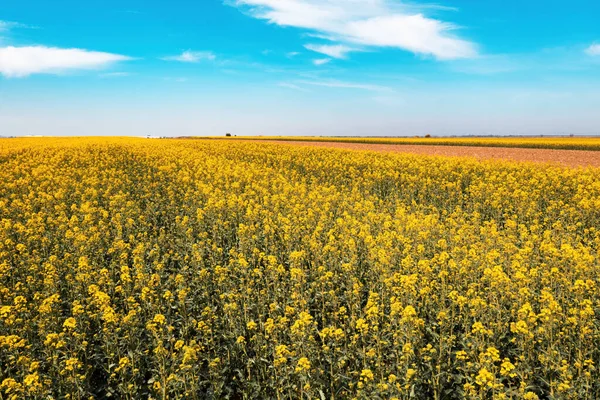 Blooming Canola Rapeseed Field Sunny Spring Day Beautiful White Clouds — Stockfoto