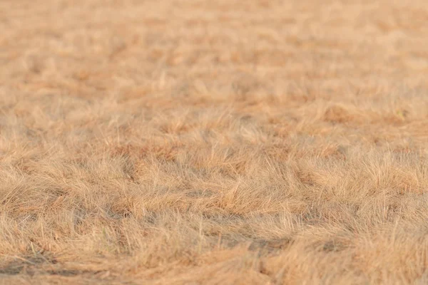 Trockenes Gras Auf Der Wiese Als Hintergrund Selektiver Fokus — Stockfoto