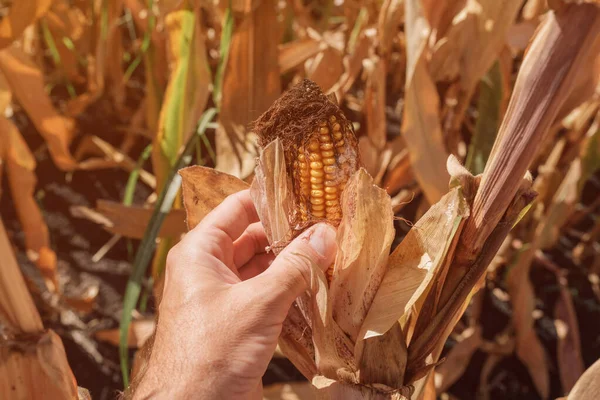 Фермер Изучает Кукурузу Повреждением Фузария Поле Закрывает Руку Выборочной Фокусировкой — стоковое фото