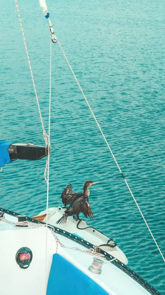 Grandes Ailes Cormoran Séchant Sur Bateau Pêche Cet Oiseau Niche — Photo