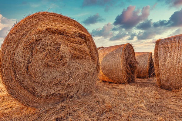 Günbatımında Tarlada Büyük Yonca Saman Balyaları Tarım Tarım Kavramı Seçici — Stok fotoğraf